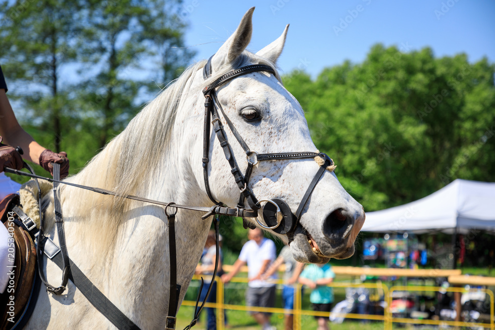 The horse on an equestrian event