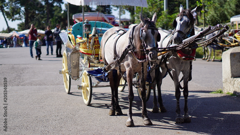 Photography tired phaeton horses