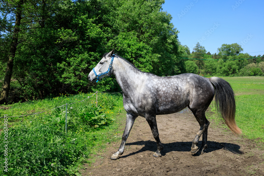Gray horse on the green meadow