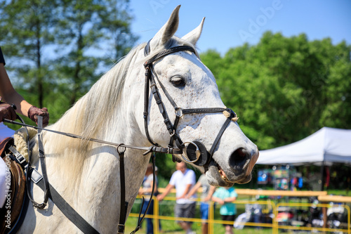 The horse on an equestrian event © castenoid