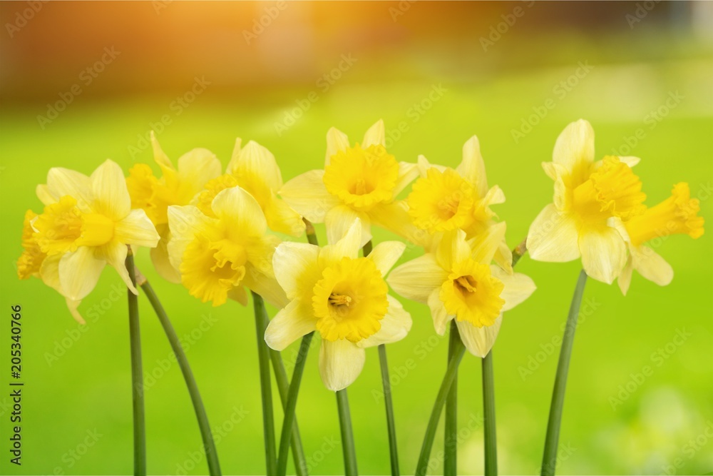 Obraz premium Daffodil.