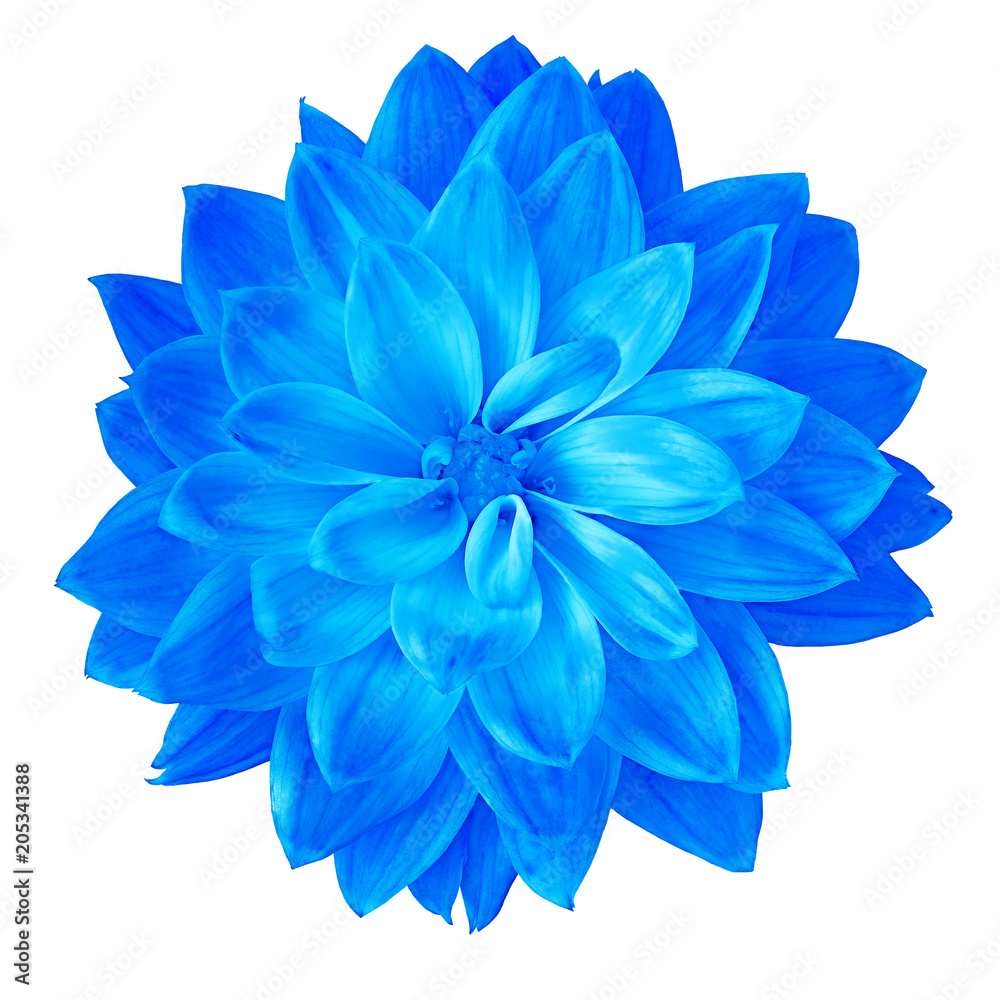 Flower blue dahlia isolated on white background. Close-up. Element of  design. Photos | Adobe Stock