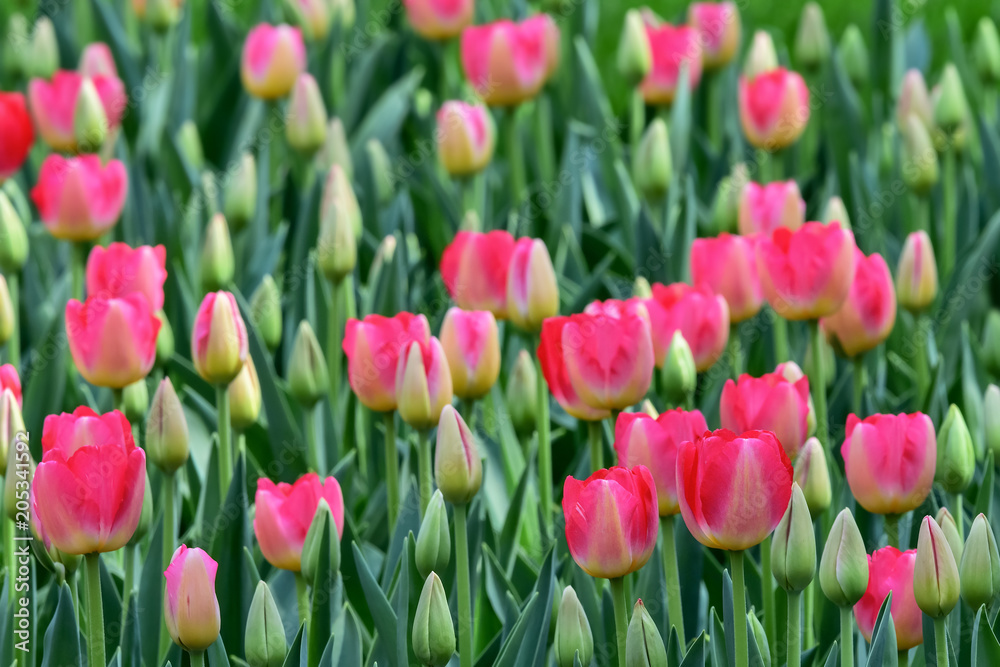 美しいチューリップの花　