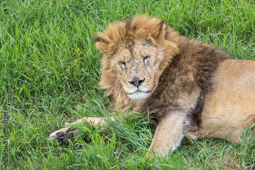 Old male lion in the grass