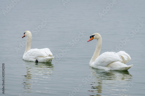 two swans in the lake water in its natural environment 
