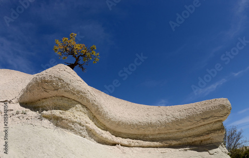 Tree on the top of geological rock formations in Rose Valley, Turkey,Cappadocia,Central Anantolia,Europe