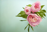 Pink peonies on blue background.