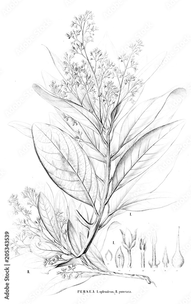 Illustration of plant Illustration of plant