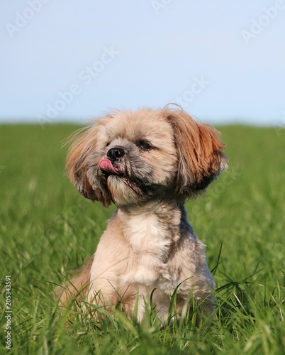 small lhasa apso portrait in the garden © Bianca