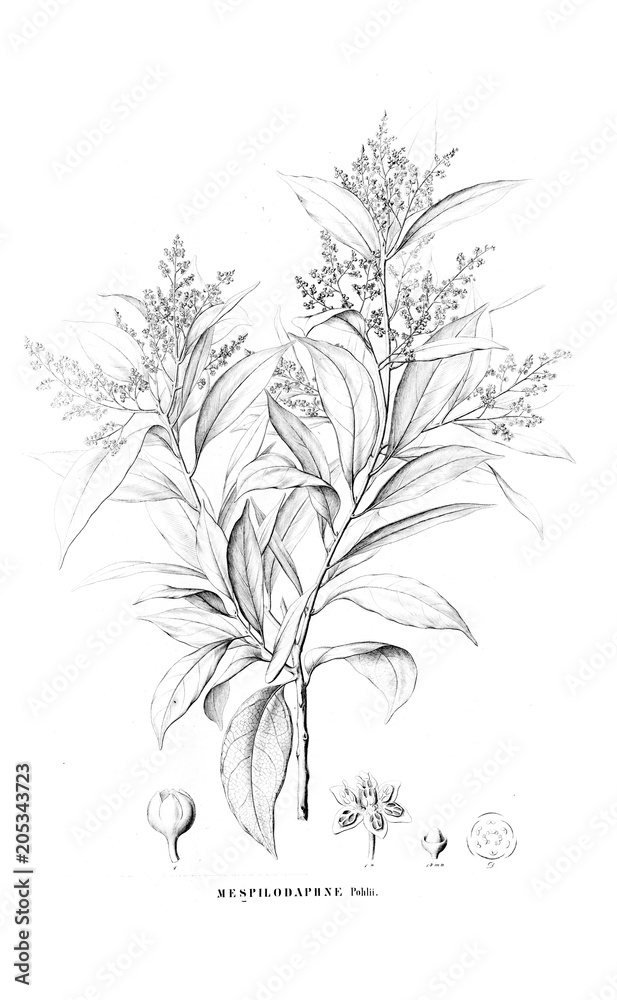 Fototapeta premium Illustration of plant
