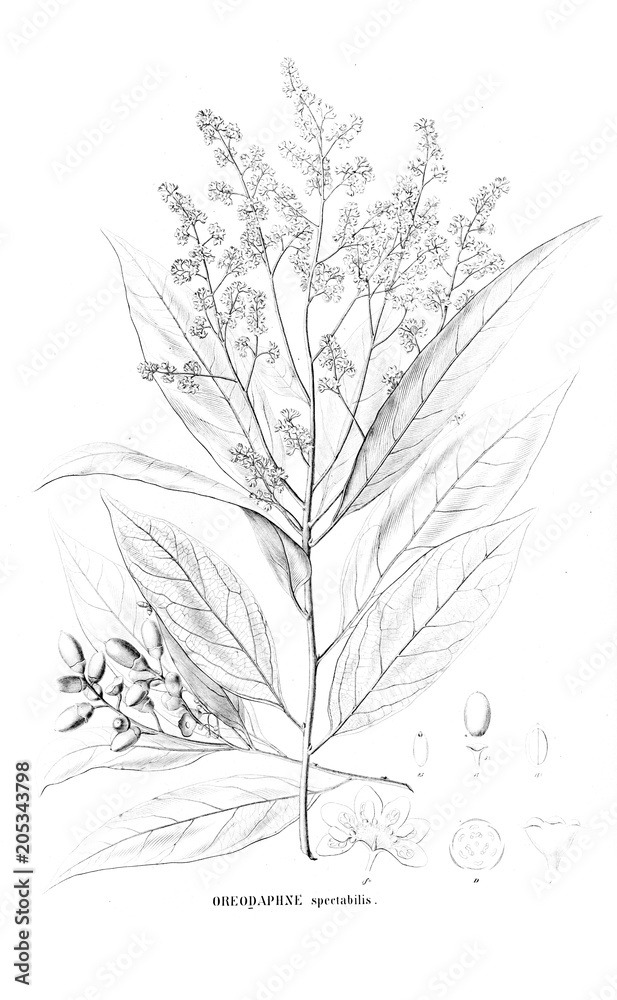 Illustration of plant Illustration of plant