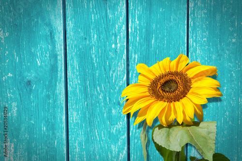 Sunflower in front of a blue wooden wall