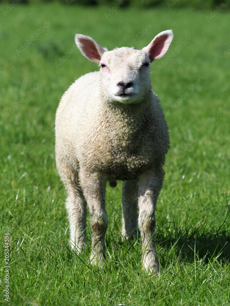 Fototapeta premium Cute Lamb