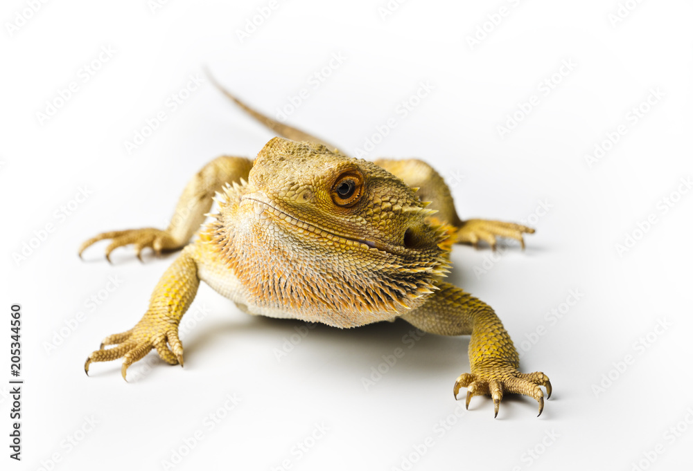 Obraz premium Agama. Bearded dragon isolated on bright. Lizard