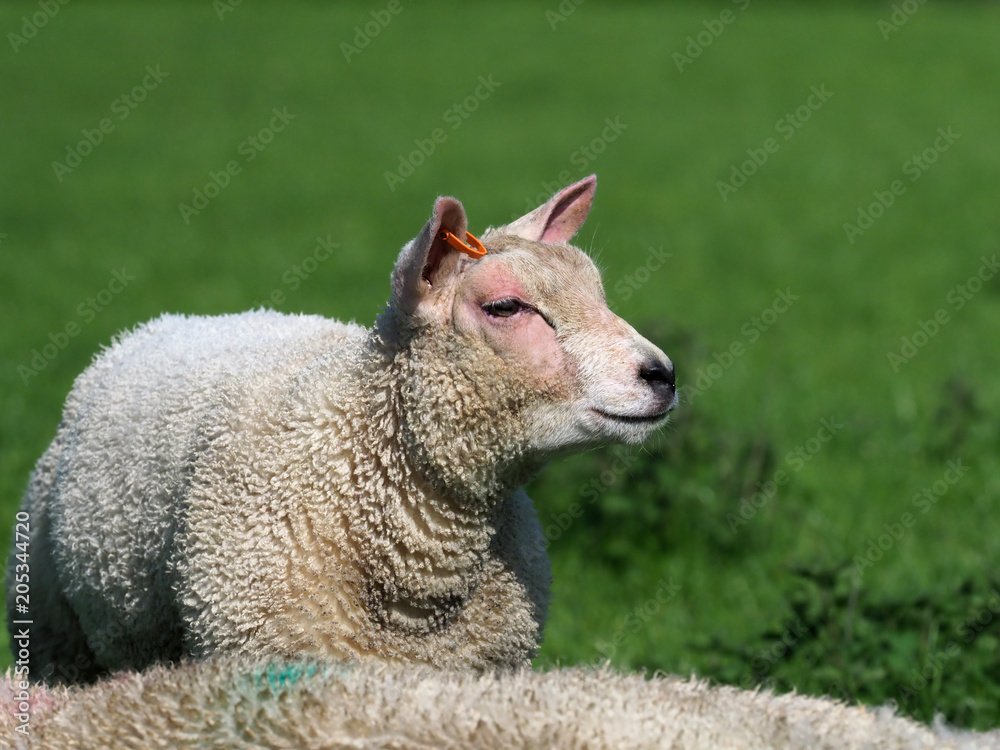 Obraz premium Cute Lamb