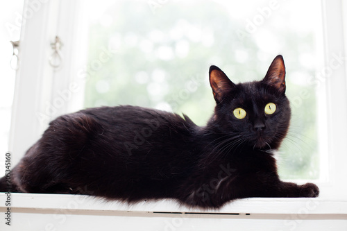 svart katt ligger och vilar på fönsterbrädet