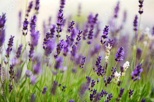 Lavender flowers in the field at sunset