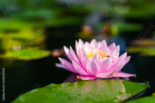 beautiful lotus flower on the water after rain in garden.