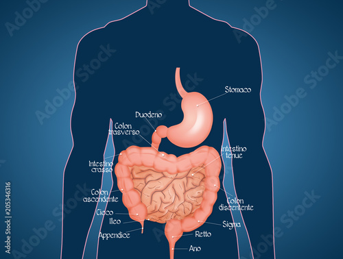 illustration of human intestine photo