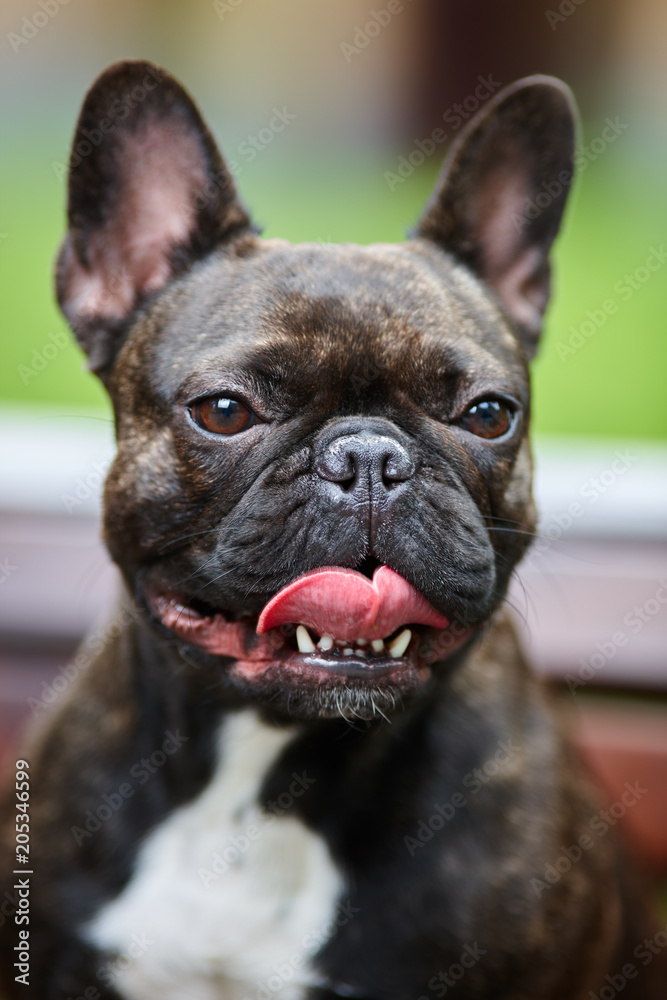 Portrait of a young French bulldog against a background of nature and green grass. A dog on a natural background.