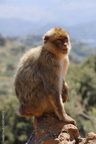 Berberaffe  Macaca sylvanus   