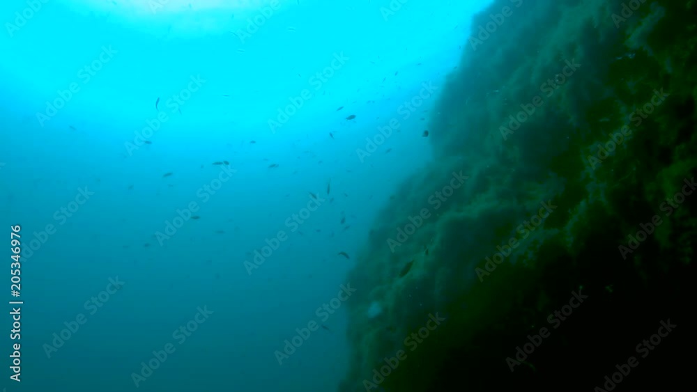 Many tiny fish swimming near weed-covered underwater cliff, underwater life Many tiny fish swimming near weed-covered underwater cliff, underwater life
