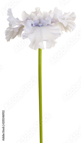 Fototapeta Naklejka Na Ścianę i Meble -  iris flower isolated