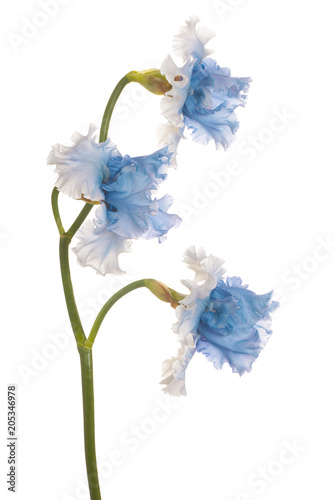 Fototapeta Naklejka Na Ścianę i Meble -  iris flower isolated