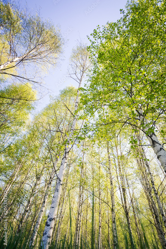 Fototapeta premium Brzozowy las, korony drzew z nowo ułożonymi liśćmi rozciągają się do nieba z perspektywy kiełkowania