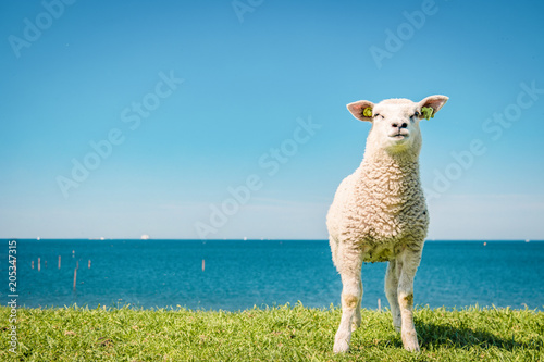 Lambs and Sheep on the dutch dike by the lake IJsselmeer,Spring views , Netherlands  photo