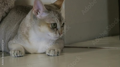 Cute Singapura Cat