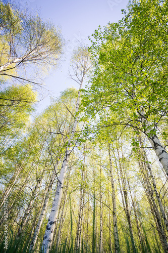 Björkskog, trädkronor med nyutslagna blad sträcker sig upp mot himlen grodperspektiv