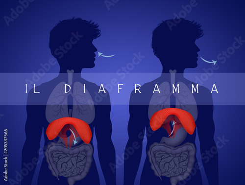 Human Diaphragm Anatomy