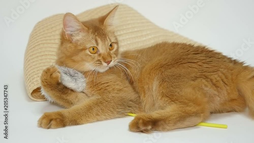 Cute Somali Kitten playing with a toy 