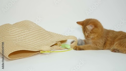 Cute Somali Kitten playing with a toy 