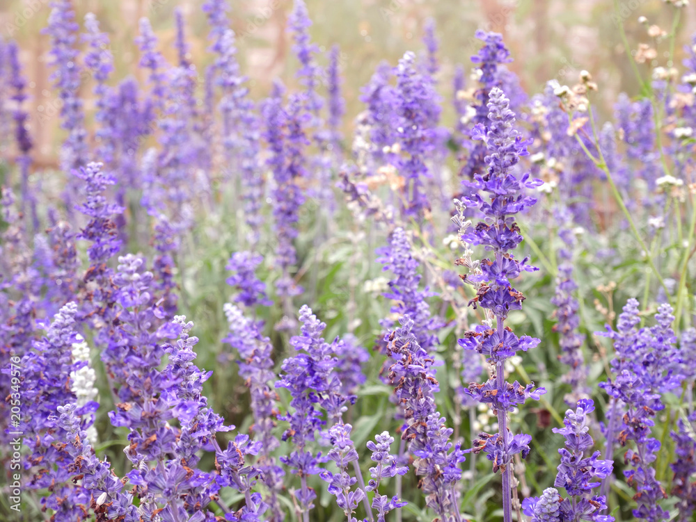 blue salvia (blue sage) flower. Beautiful violet flowers on the meadow with grass blue salvia (blue sage) flower. Beautiful violet flowers on the meadow with grass