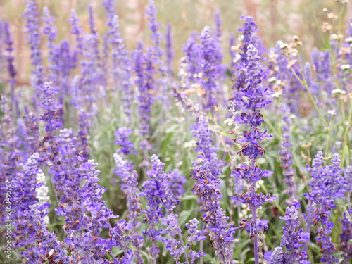 blue salvia (blue sage) flower. Beautiful violet flowers on the meadow with grass