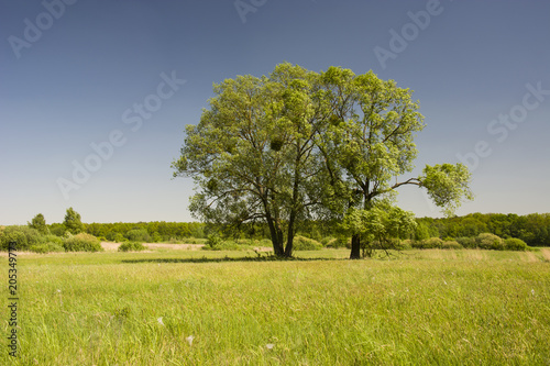 Two large trees, green meadow and forest