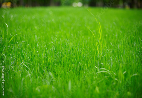 Fresh green grass close up photo