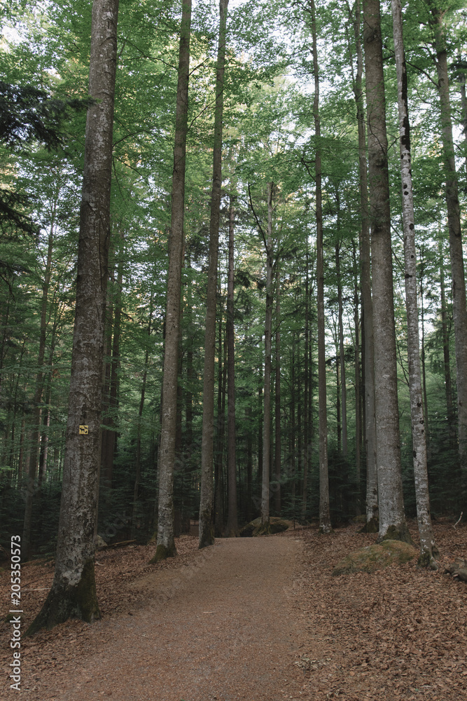 Fototapeta premium Forest scenery. Natural landscape. Wilderness. 