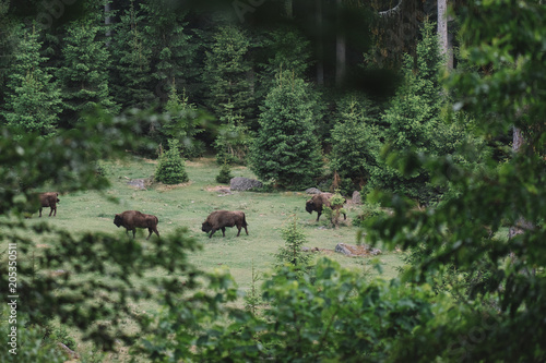 Buffalo at wildlife