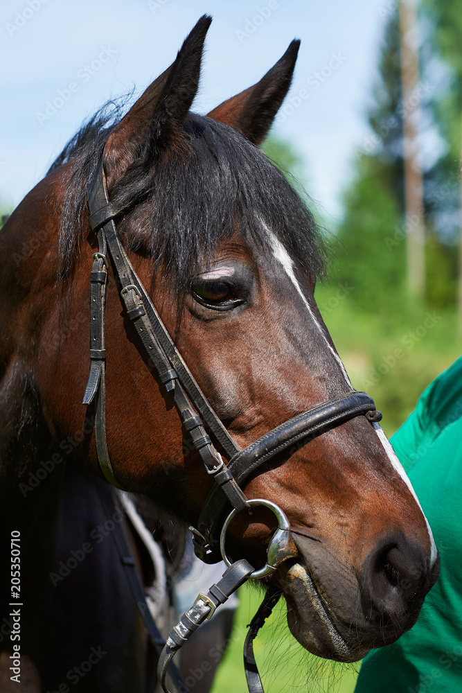 Chestnut horse portrait Chestnut horse portrait