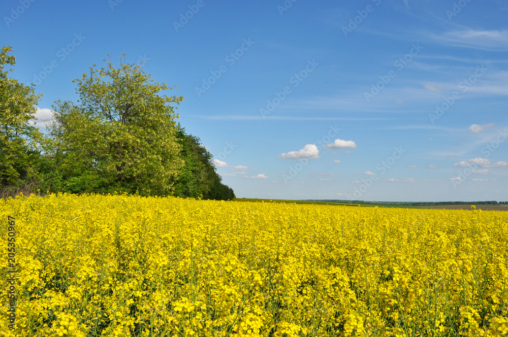 Field. Blooms of Rape. Yellow field. Blue sky Clouds in the sky. Landscape. Yellow-blue field. Trees near the field