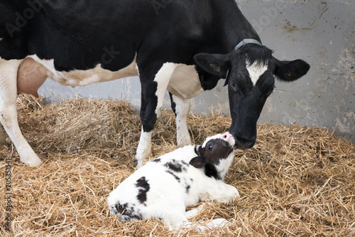 Fototapeta mother cow and newborn black and white calf in straw inside barn of dutch farm i