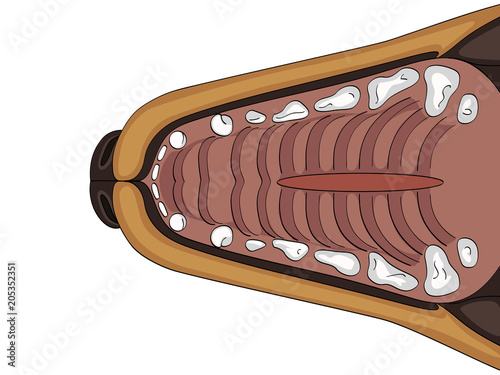 Cleft lip, cleft palate and wolf palate there is a dog. the upper jaw of a labrador anatomy. Vector veterinary medicine