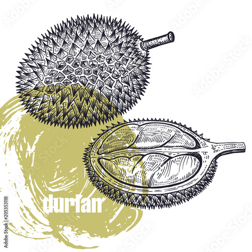 Realistic illustration of durian fruit isolated on white background.