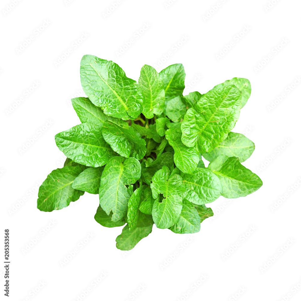 Rumex confertus sprout with green leaves isolate on white background. Ecology concept. Curly, curled or yellow dock, perennial flowering plant in the family Polygonaceae, top view