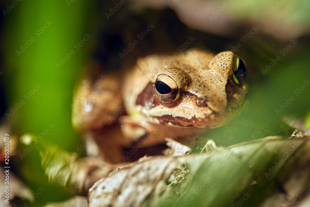 Obraz premium Closeup of a brown frog