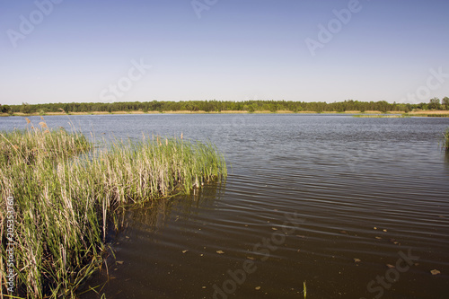 Reed on the shore of the lake, horizon and blue sky