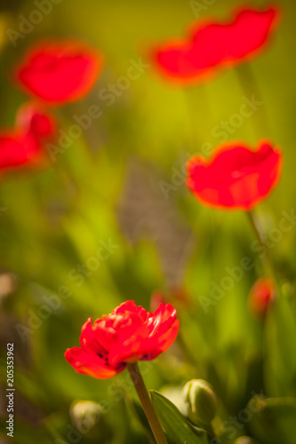 красные тюльпаны 